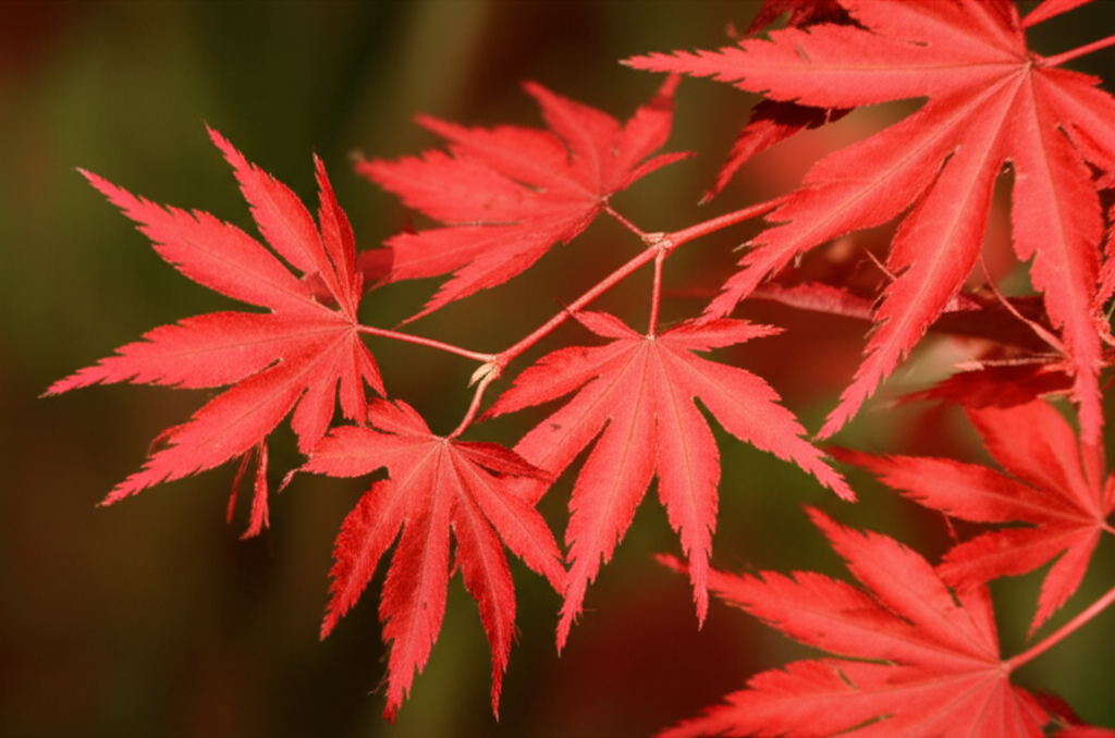 Japanese Maple Leaf in camera view